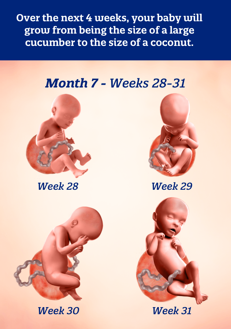Month 7 weeks 28-31: Over the next 4 weeks, your baby will grow from being the size of a large cucumber to the size of a coconut.