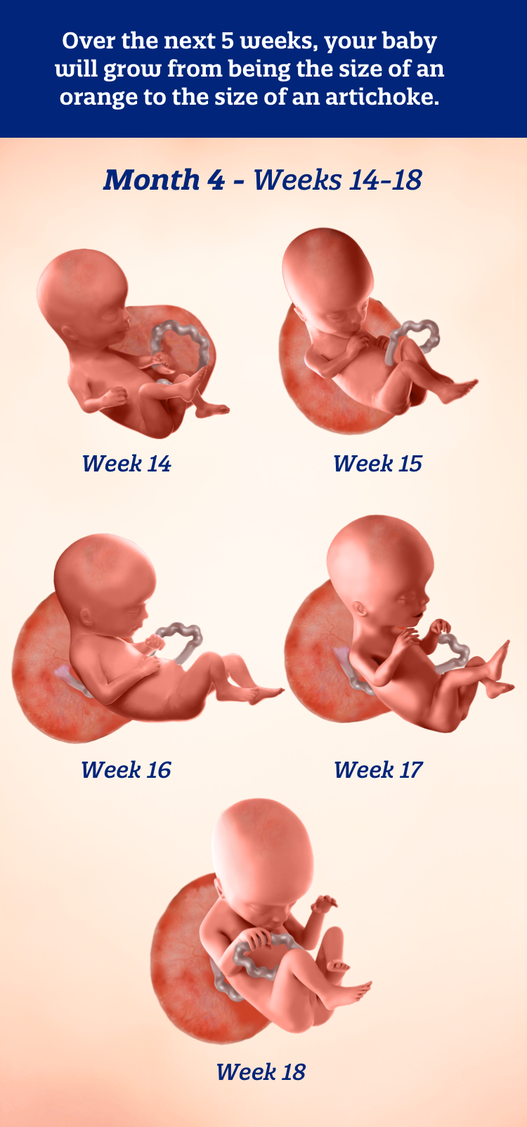 Month 4 weeks 14-18: Over the next 5 weeks, your baby will grow from being the size of an orange to the size of an artichoke.
