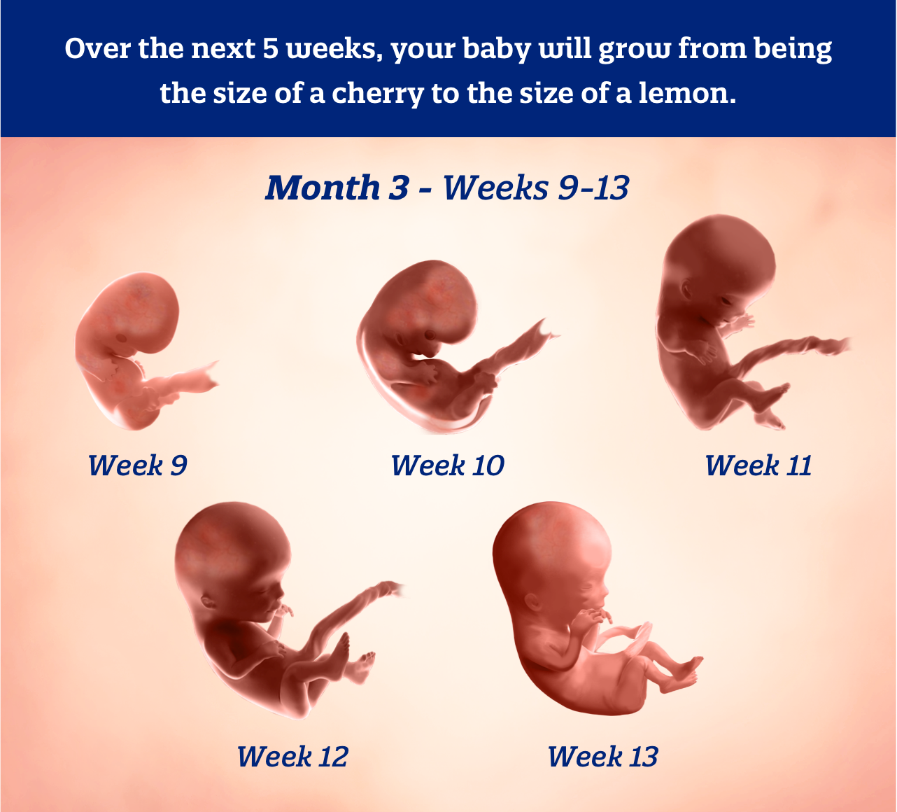 Month 3 weeks 9-13: Over the next 5 weeks,  your baby will grow from being the size of a cherry to the size of a lemon.
