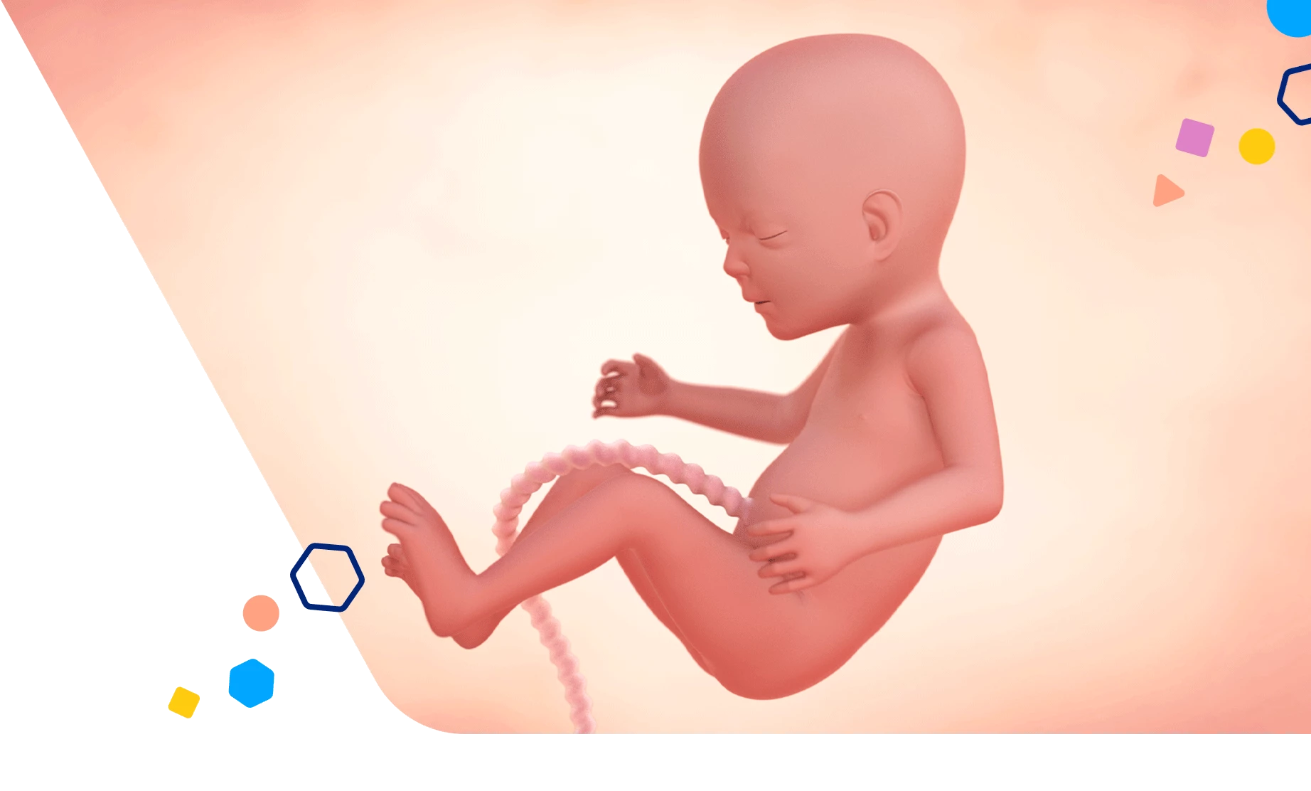 Bebé en el útero a las 16 semanas