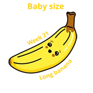 Baby size at 21 weeks banana