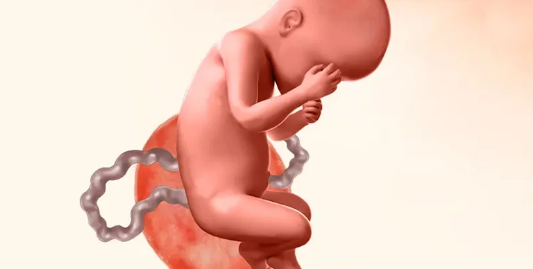 Illustration of baby during 30th week of pregnancy