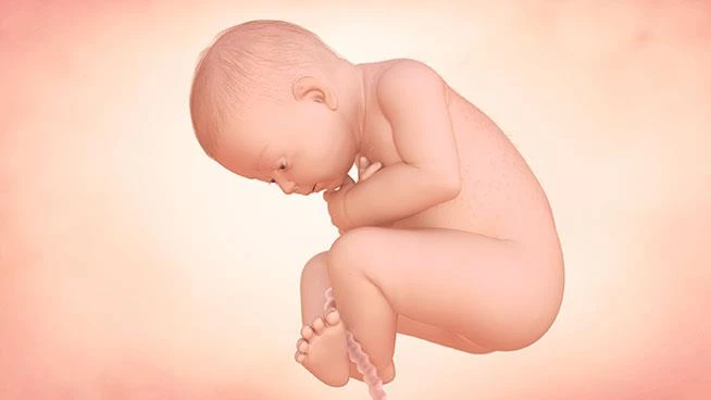 Bebé en el útero a las 36 semanas