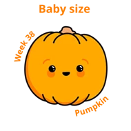 Baby size at 38 weeks pumpkin