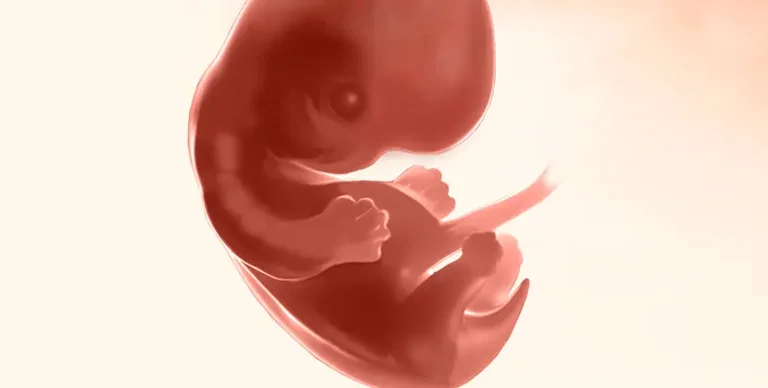 Bebé en el útero a las 7 semanas