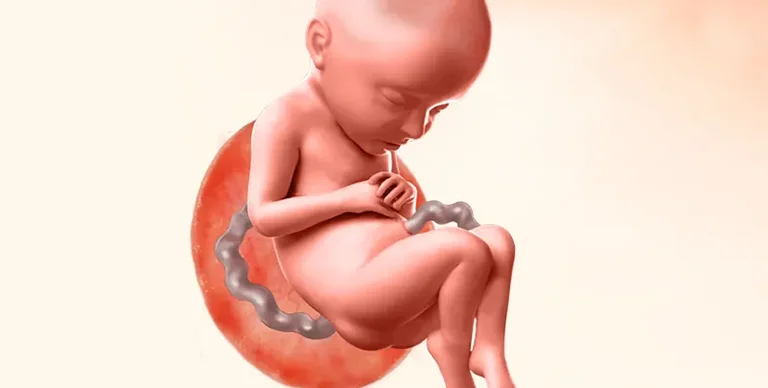 Illustration of baby during 32nd week of pregnancy