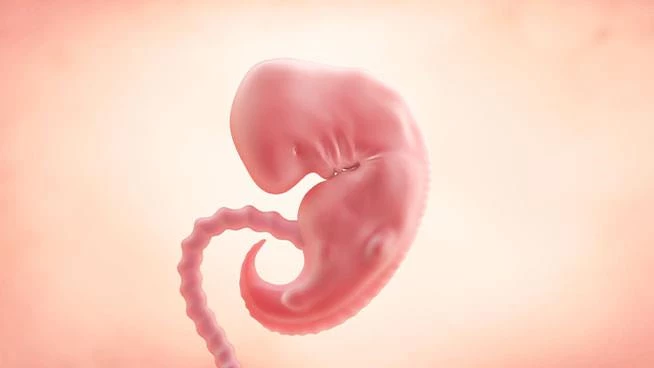 Ilustración del bebé durante la 6ª semana de embarazo