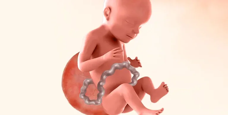 Illustration of baby during 28th week of pregnancy