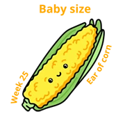 Baby size at 25 weeks ear of corn