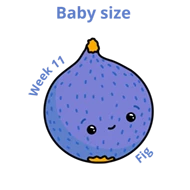 Baby size at 11 weeks fig