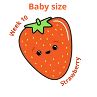 Baby size at 10 weeks strawberry