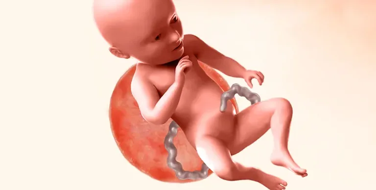 Illustration of baby during 34th week of pregnancy