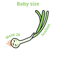 Baby size at 26 weeks scallion