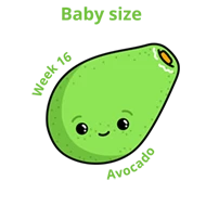 Baby size at 16 weeks avocado