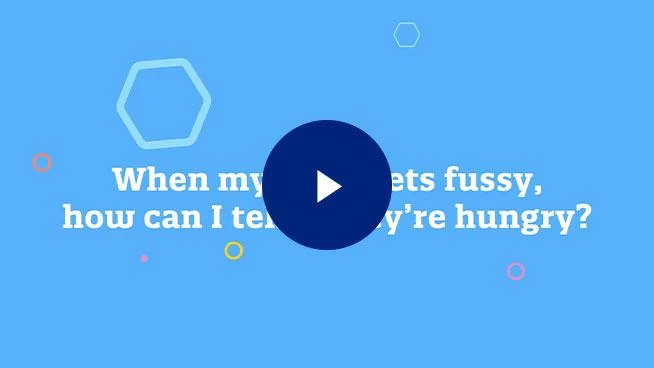 When my baby gets fussy how can I tell if they're hungry graphic with play button overlay