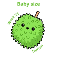 Baby size at 33 weeks durian