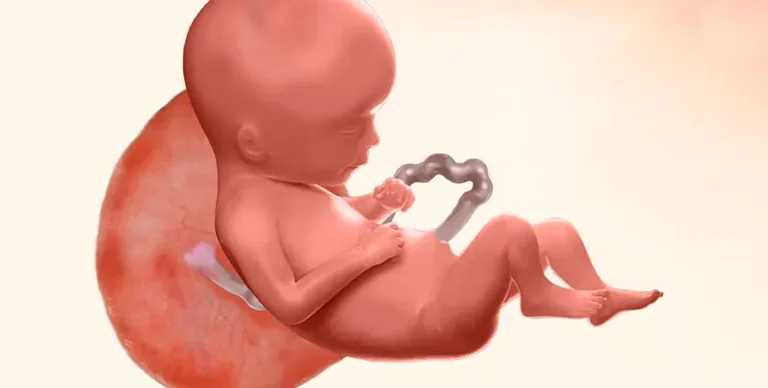Illustration of baby during 16th week of pregnancy