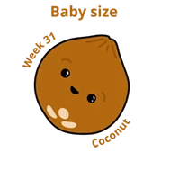 Baby size at 31 weeks coconut
