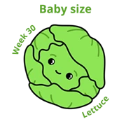 Baby size at 30 weeks lettuce