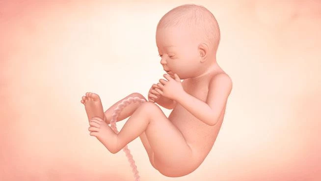 Ilustración del bebé durante la semana 30 de embarazo.