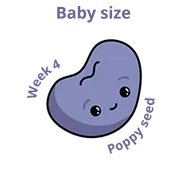 Baby size:a Poppy seed