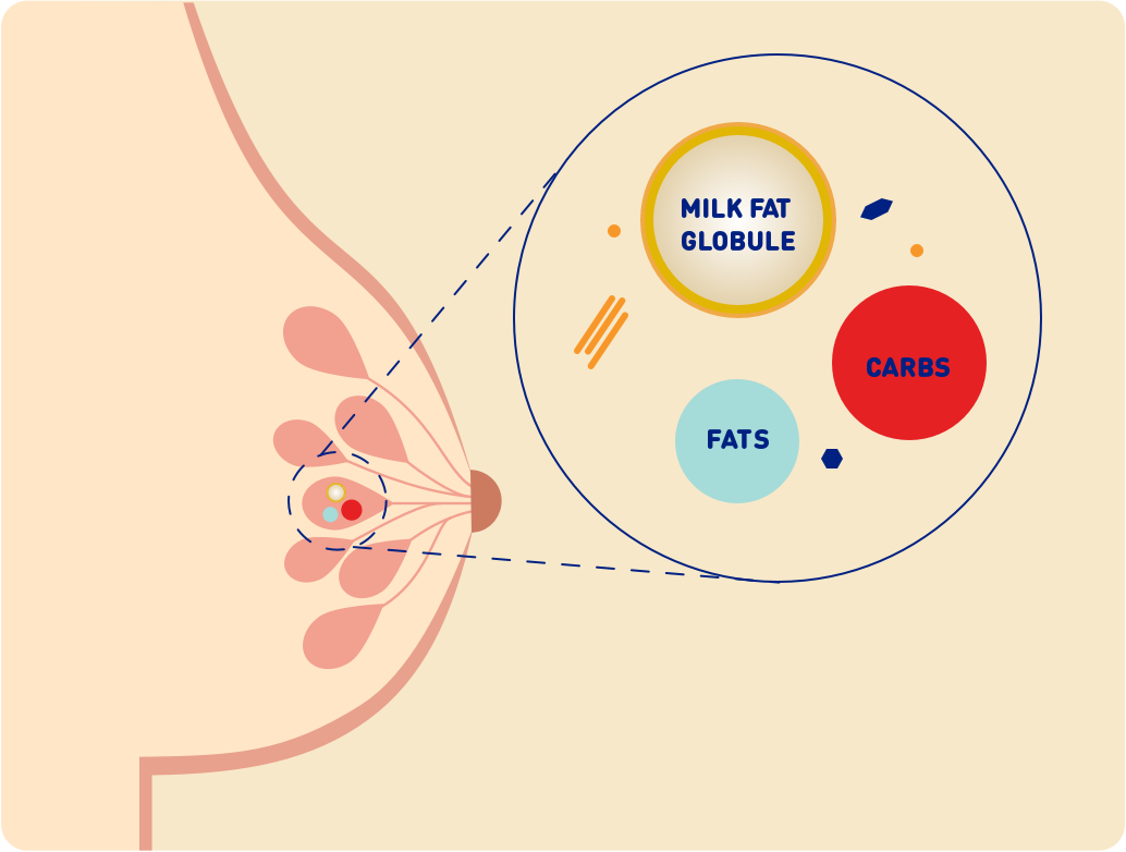 Diagram showing where MFGM comes from