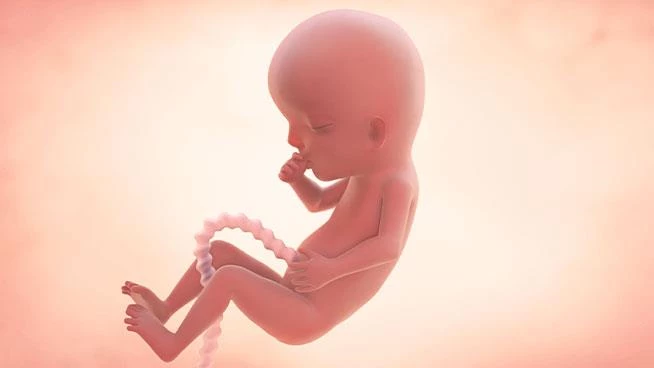 Bebé en el útero a las 13 semanas