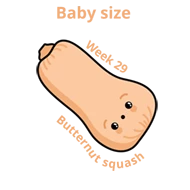 Baby size at 29 weeks butternut squash