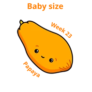 Baby size at 23 weeks papaya