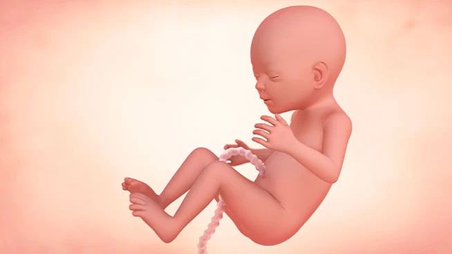 Bebé en el útero a las 18 semanas