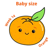Baby size at 14 weeks orange
