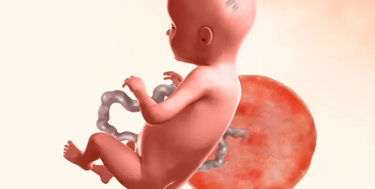 Illustration of baby during 38th week of pregnancy