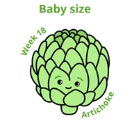 Baby size at 18 weeks artichoke