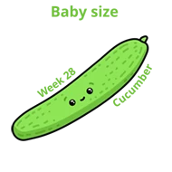 Baby size at 28 weeks cucumber