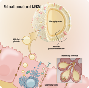 Natural formation of MFGM