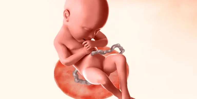 Illustration of baby during 36th week of pregnancy