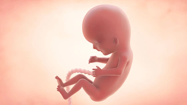 Bebé en el útero a las 12 semanas