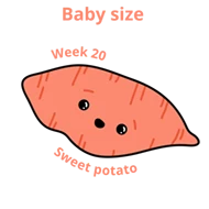 Baby size at 20 weeks sweet potato