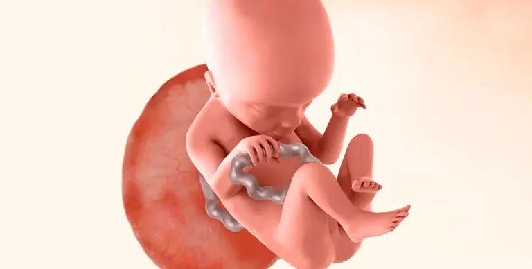 Illustration of baby during 18th week of pregnancy