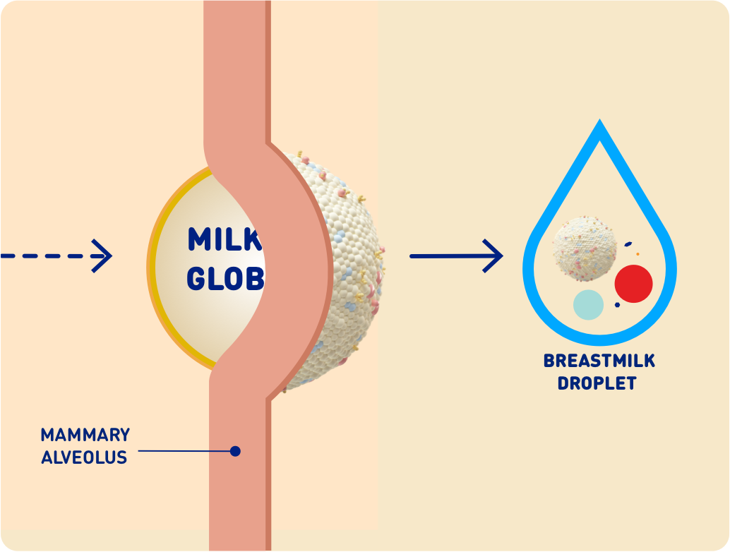 Diagram showing how MFGM works