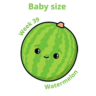 Baby size at 39 weeks watermelon