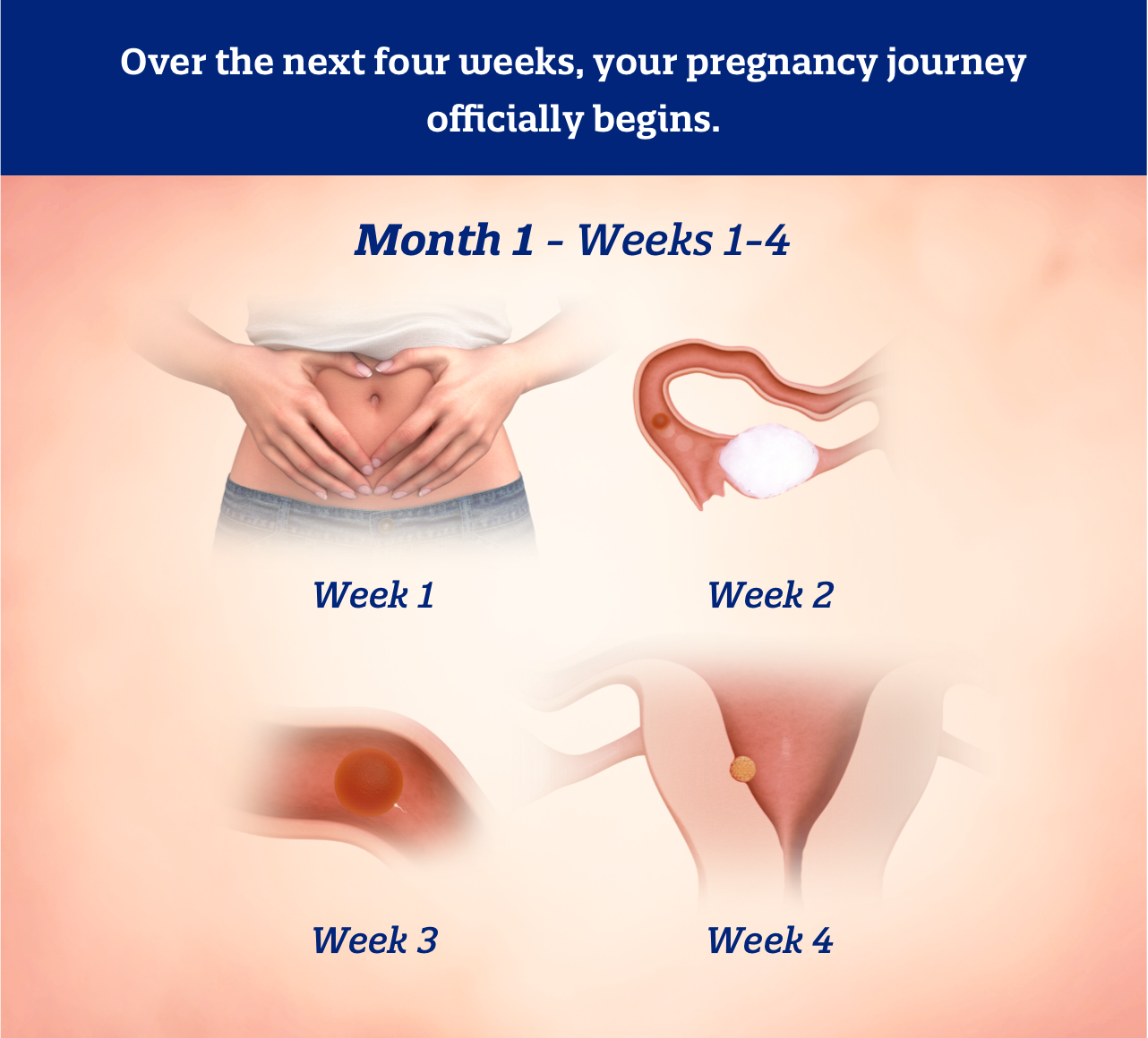Month 1 weeks 1-4: Over the next four weeks, your pregnancy journey officially begins.