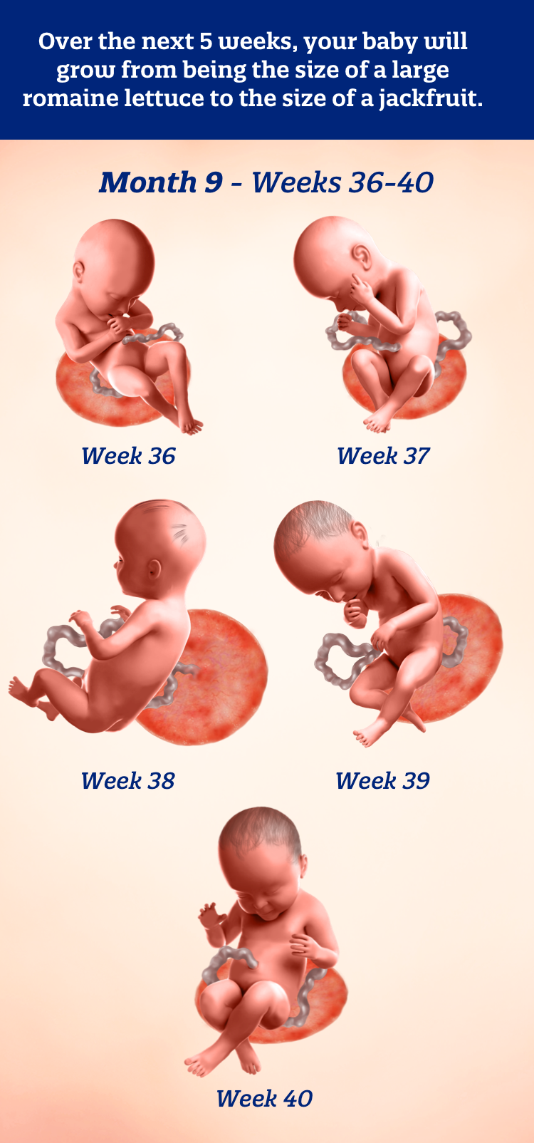 Month 9 weeks 36-40: Over the next 5 weeks, your baby will grow from being the size of a large romaine lettuce to the size of a jackfruit.