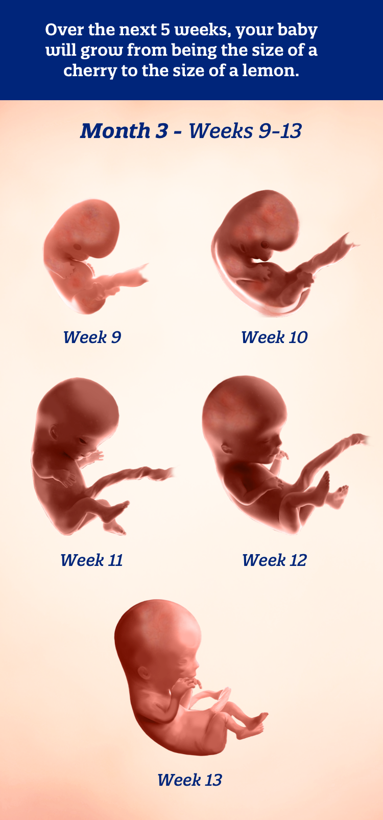 Month 3 weeks 9-13: Over the next 5 weeks,  your baby will grow from being the size of a cherry to the size of a lemon.