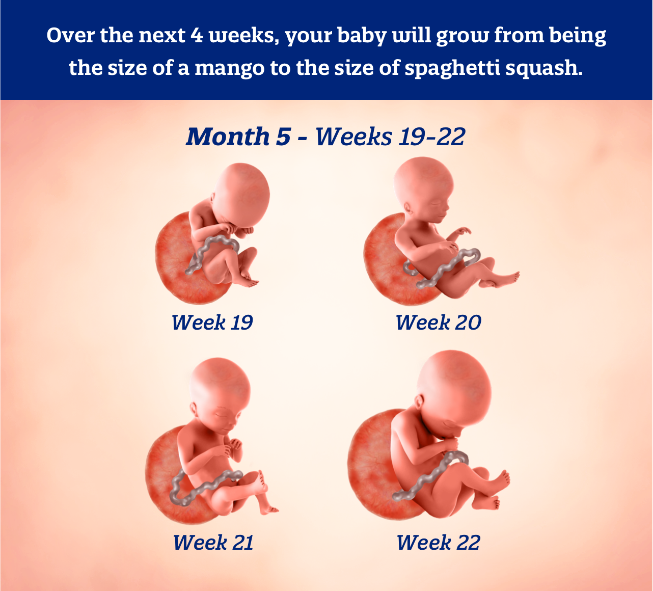 Month 5 weeks 19-22: Over the next 4 weeks, your baby will grow from being the size of a mango to the size of spaghetti squash.