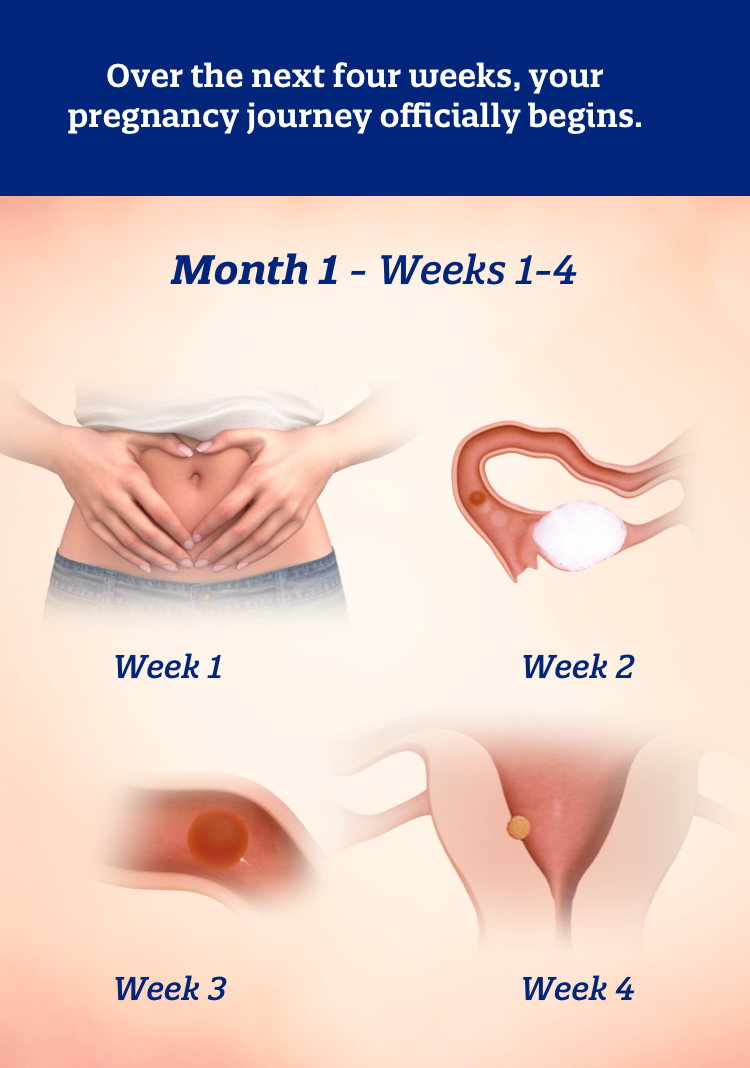 Month 1 weeks 1-4: Over the next four weeks, your pregnancy journey officially begins.