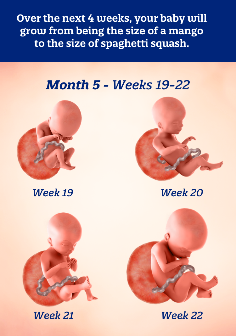 Month 5 weeks 19-22: Over the next 4 weeks, your baby will grow from being the size of a mango to the size of spaghetti squash.