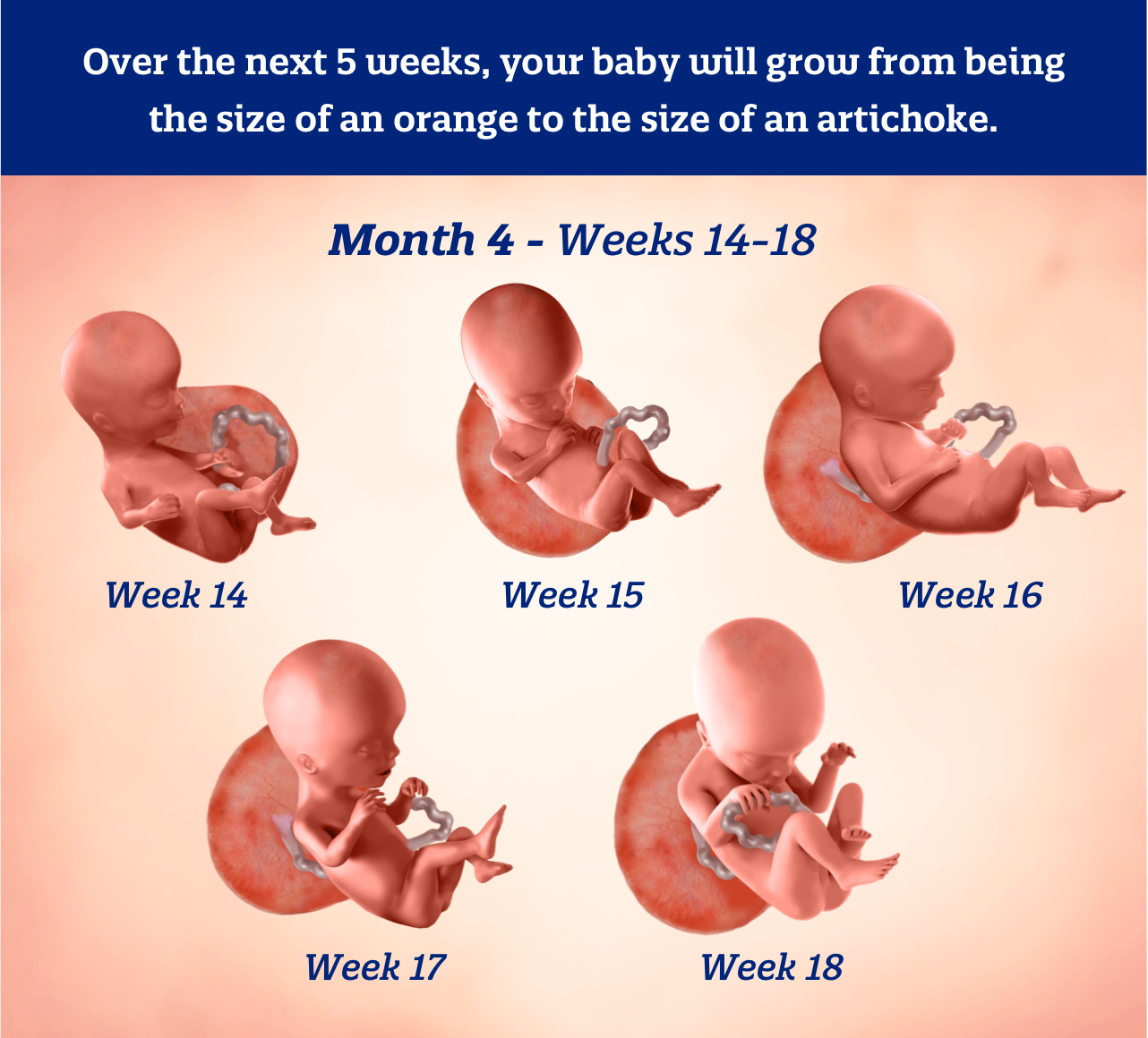 Month 4 weeks 14-18: Over the next 5 weeks, your baby will grow from being the size of an orange to the size of an artichoke.