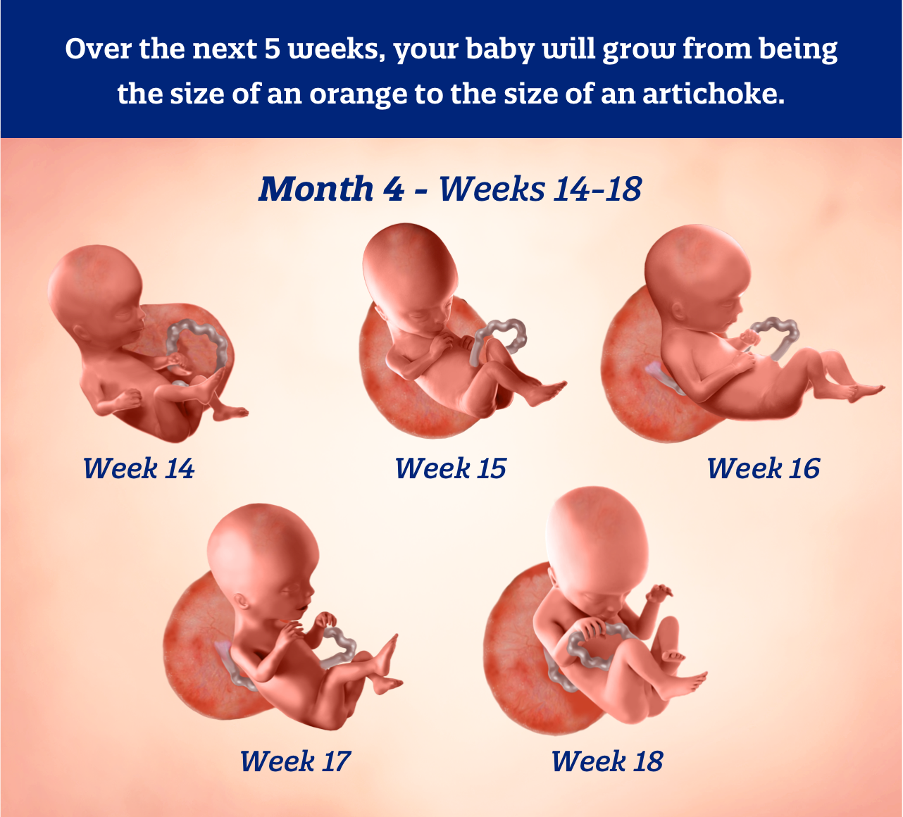 16 Weeks Pregnant Baby Development Symptoms Signs Size 16 