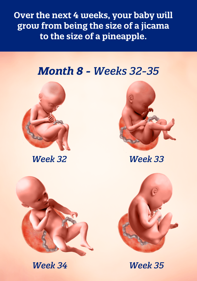 Month 8 weeks 32-35: Over the next 4 weeks, your baby will grow from being the size of a jicama to the size of a pineapple.